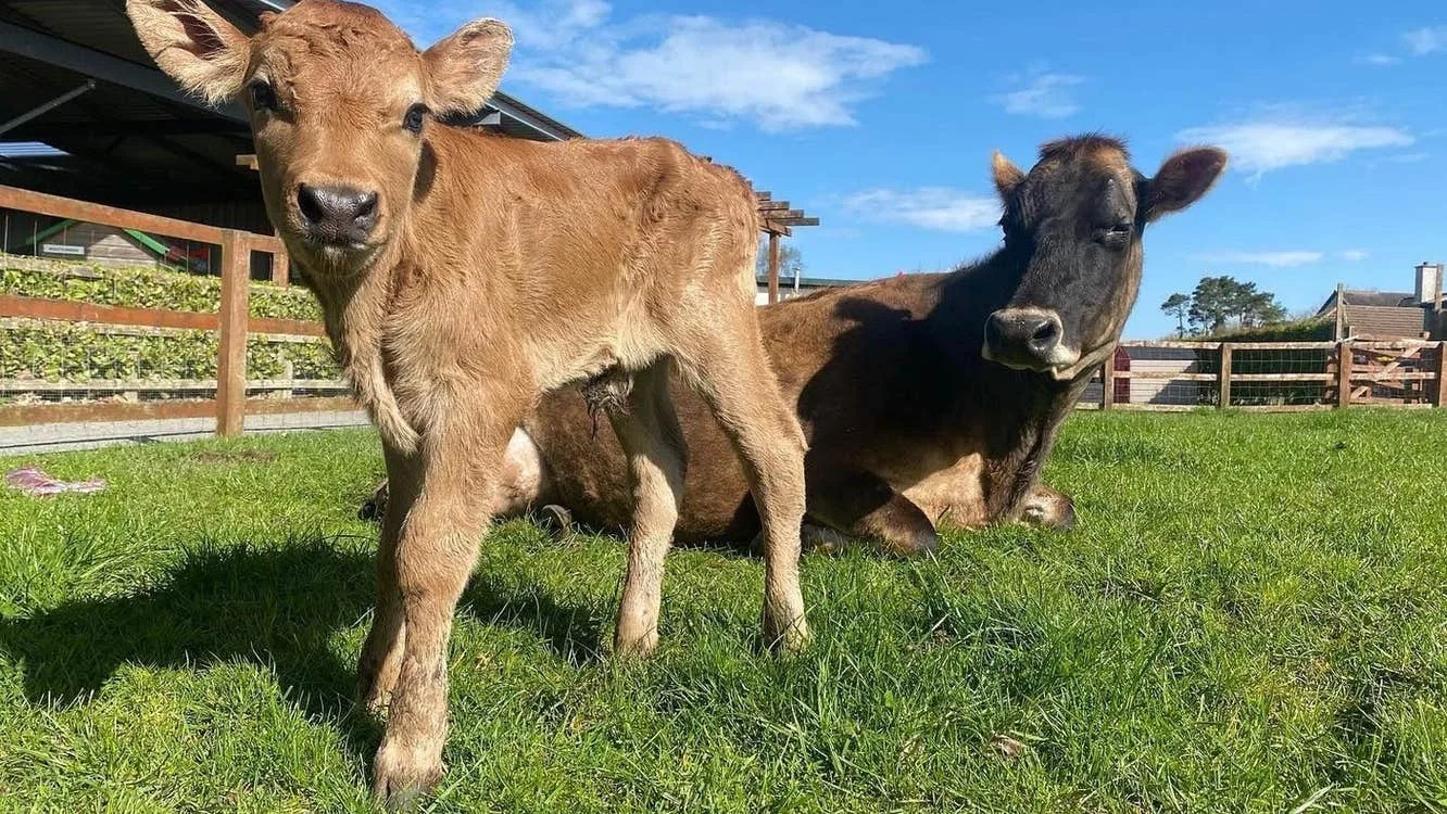 Calf and cow relaxing on green grass under clear blue sky at rural retreat.